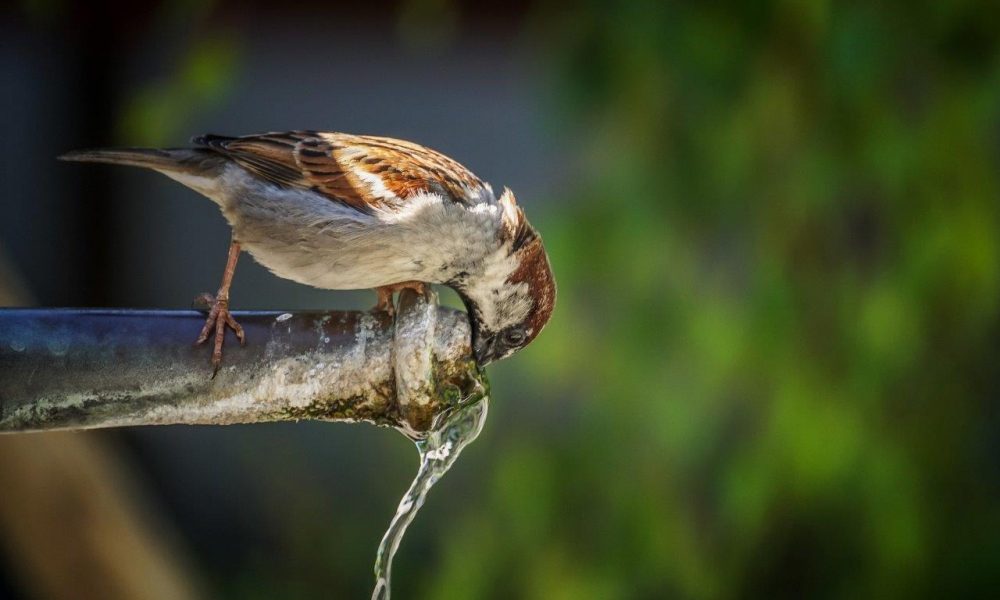 sparrow-5231301_1920
